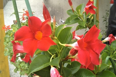 季節の花4.jpg