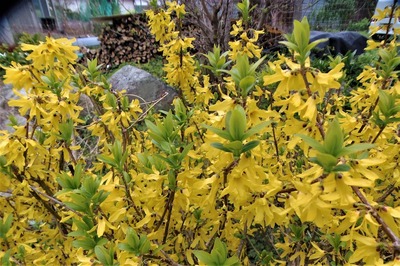 季節の花4.jpg