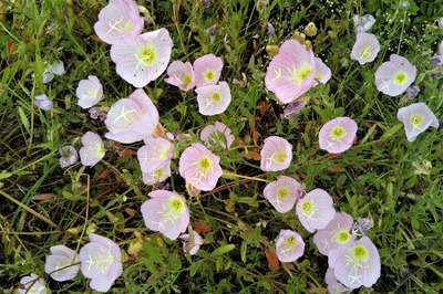 季節の花4.jpg
