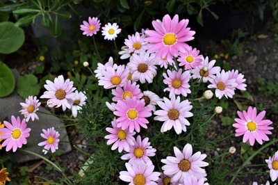 季節の花4.jpg