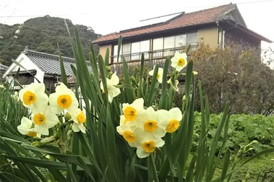 季節の花4.JPG