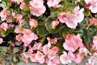 季節の花5.jpg