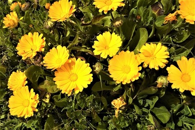 季節の花5.jpg