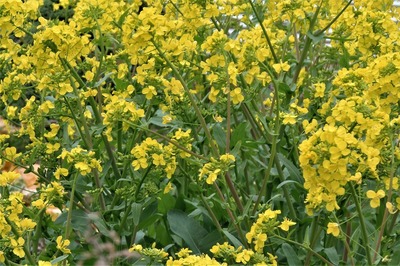 季節の花5.jpg