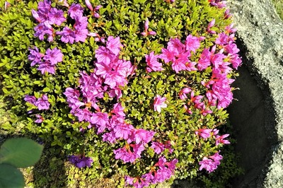 季節の花5.jpg
