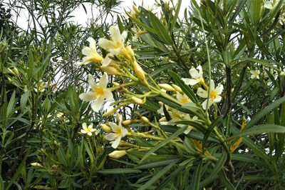 季節の花5.jpg