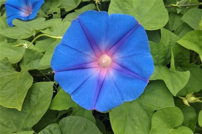 季節の花5.jpg