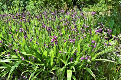 季節の花5.jpg