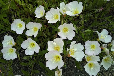 季節の花5.jpg