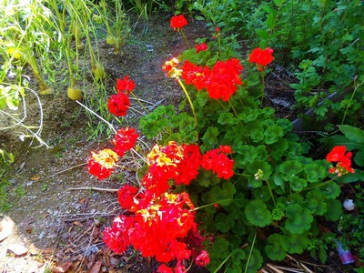 季節の花5.jpg