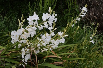 季節の花5.jpg