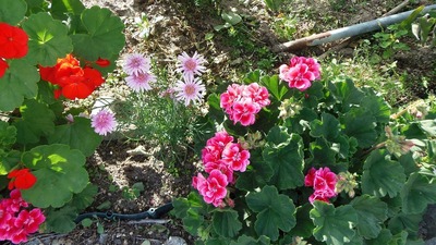 季節の花5.jpg