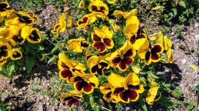 季節の花5.jpg