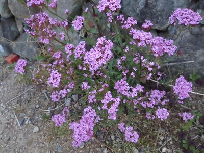 季節の花5.jpg
