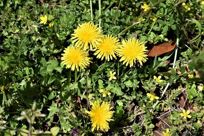 季節の花5.jpg