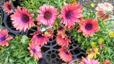 季節の花5.jpg