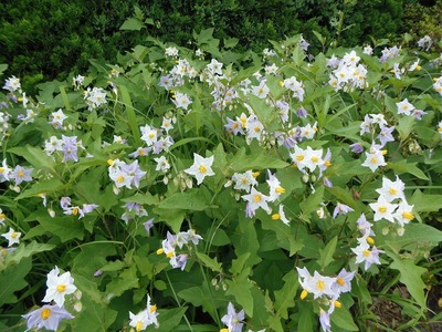 季節の花5.jpg