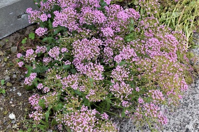 季節の花6.jpg