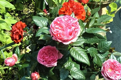 季節の花6.jpg