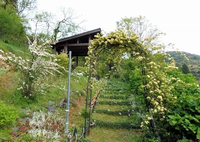 季節の花6.jpg