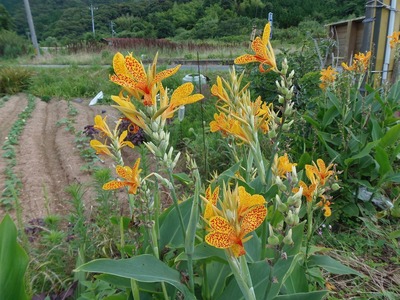季節の花6.jpg