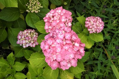 季節の花6.jpg