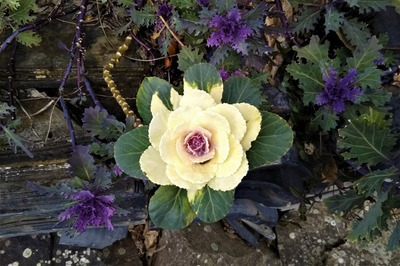 季節の花6.jpg