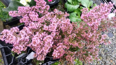 季節の花6.jpg