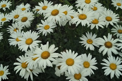 季節の花6.jpg