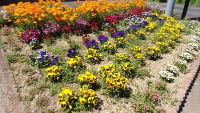 季節の花6.jpg
