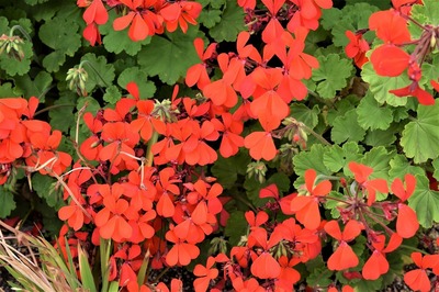 季節の花6.jpg