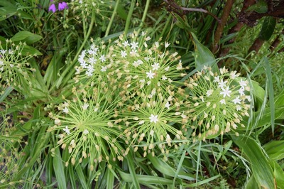 季節の花6.jpg