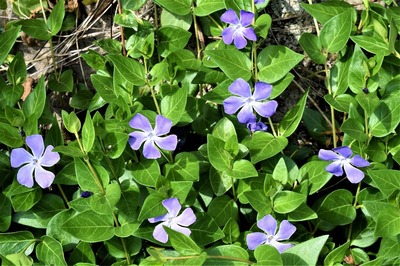 季節の花6.jpg
