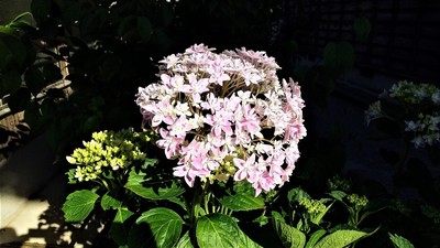 季節の花6.jpg