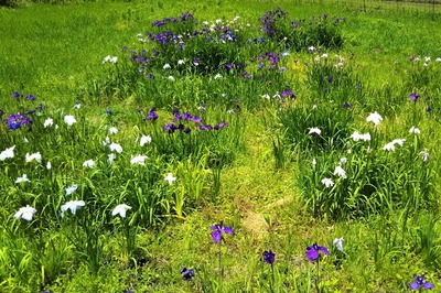 季節の花7.jpg