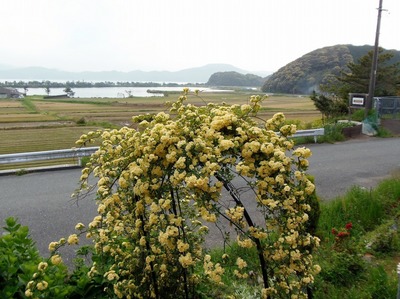 季節の花7.jpg