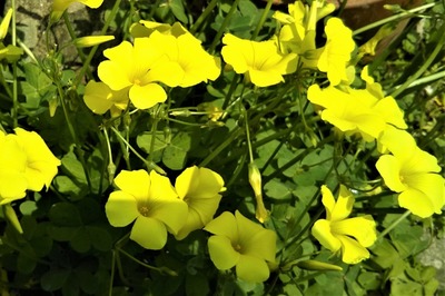 季節の花7.jpg
