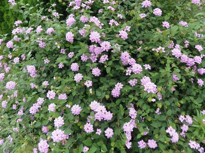 季節の花7.jpg
