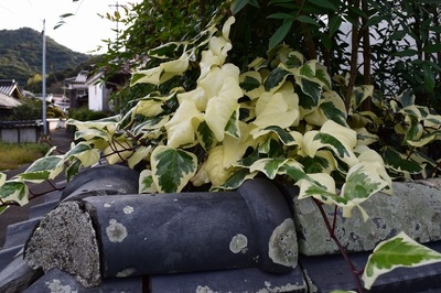 季節の花8.jpg