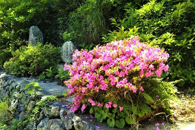 季節の花8.jpg