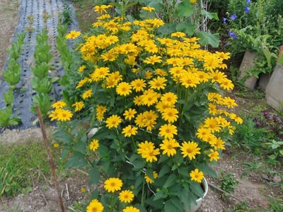 季節の花8.jpg