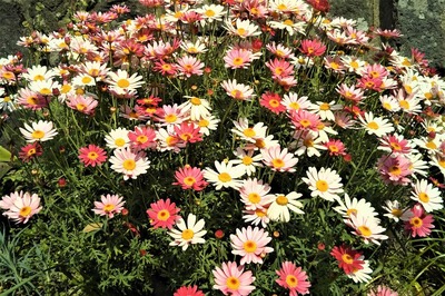 季節の花8.jpg