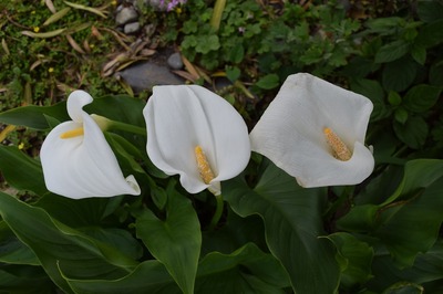 季節の花8.jpg