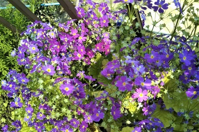 季節の花9.jpg