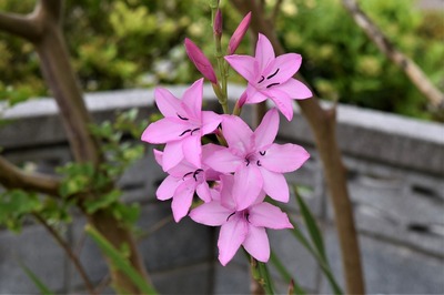季節の花9.jpg