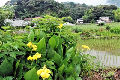 季節の花と水田.jpg