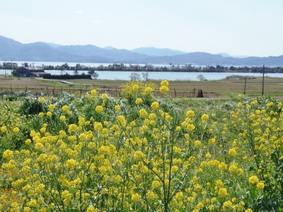季節の花と波の橋立.jpg