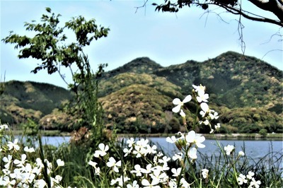 季節の花と青海湖と高山.jpg