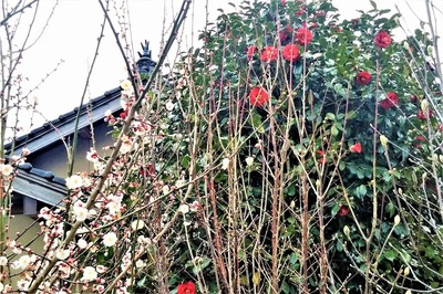 季節の花コラボ.jpg