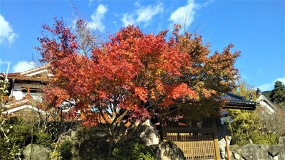 安藤庭園の紅葉1.jpg